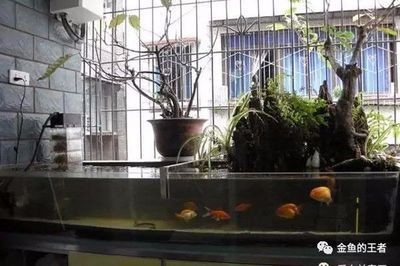 大缸改造魚缸視頻播放軟件：大缸改造魚缸的方法
