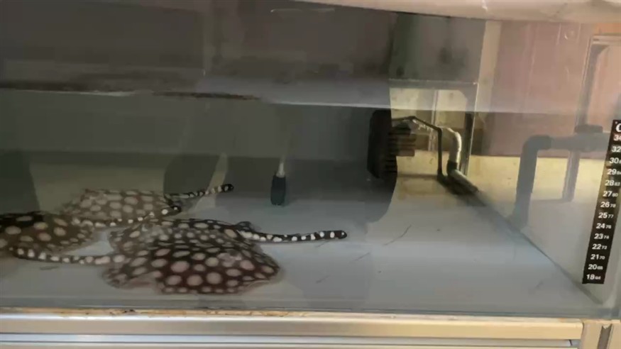 魚(yú)趣！