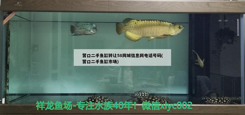 營口二手魚缸轉讓58同城信息網電話號碼(營口二手魚缸市場)