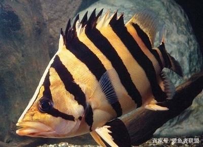 虎魚花紋會變嗎：虎魚的花紋會發生變化嗎，