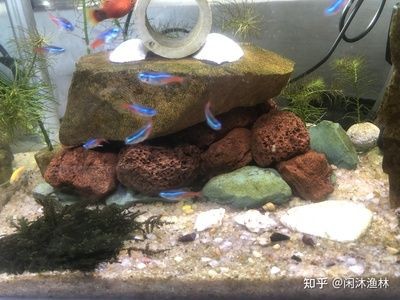 大型魚魚缸造景圖案：大型魚魚缸造景圖案的設(shè)計與施工魚缸造景的種類與選擇