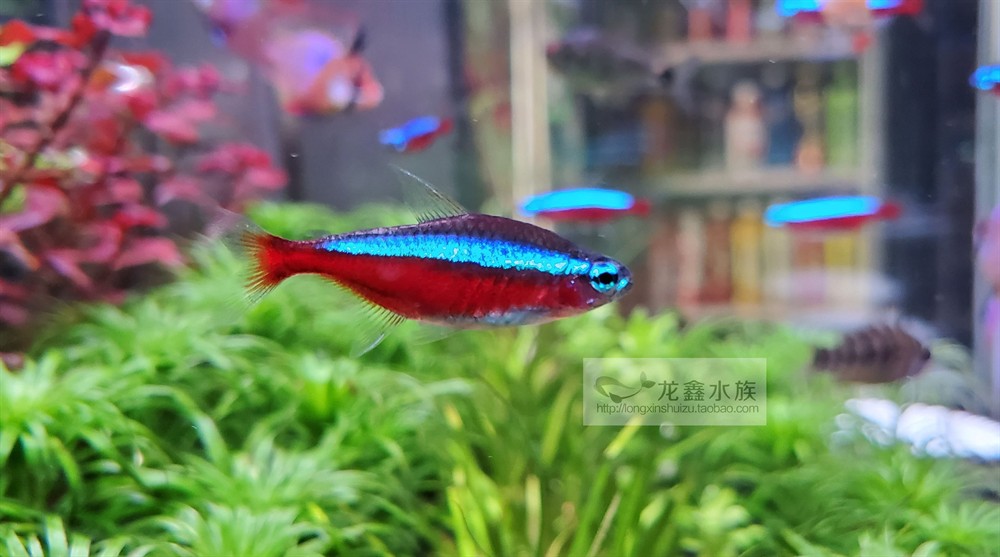 常見的小型觀賞魚有哪些：小型觀賞魚種類及其特點(diǎn)