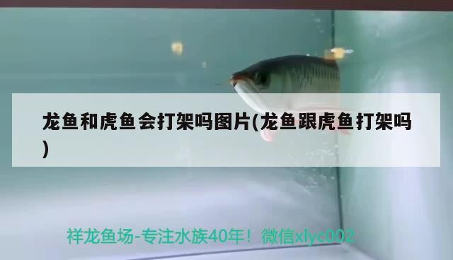 龍魚和虎魚會打架嗎圖片(龍魚跟虎魚打架嗎)