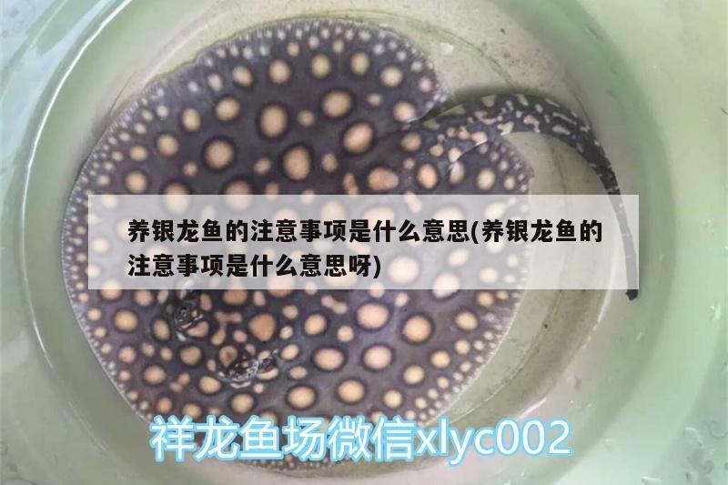 養(yǎng)銀龍魚的注意事項是什么意思(養(yǎng)銀龍魚的注意事項是什么意思呀)