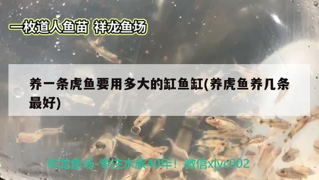 養一條虎魚要用多大的缸魚缸(養虎魚養幾條最好)