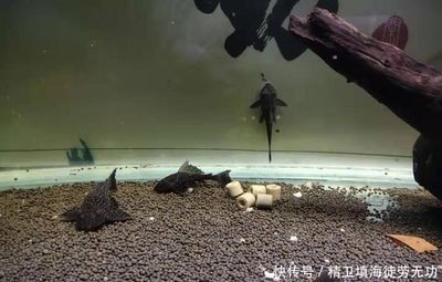 大型魚缸清理工具魚:如何選擇合適的魚缸清潔工具魚 魚缸百科 第1張 大型魚缸清理工具魚:如何選擇合適的魚缸清潔工具魚 大型魚缸清理工具魚:如何選擇合適的魚缸清潔工具魚 魚缸百科 第1張