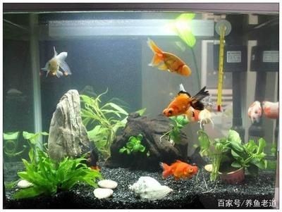 大型魚缸清理工具魚:如何選擇合適的魚缸清潔工具魚 魚缸百科 第3張 大型魚缸清理工具魚:如何選擇合適的魚缸清潔工具魚 大型魚缸清理工具魚:如何選擇合適的魚缸清潔工具魚 魚缸百科 第3張