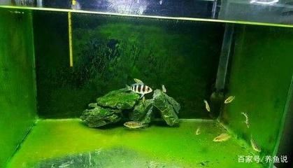 大型魚缸清理工具魚:如何選擇合適的魚缸清潔工具魚 魚缸百科 第4張 大型魚缸清理工具魚:如何選擇合適的魚缸清潔工具魚 大型魚缸清理工具魚:如何選擇合適的魚缸清潔工具魚 魚缸百科 第4張