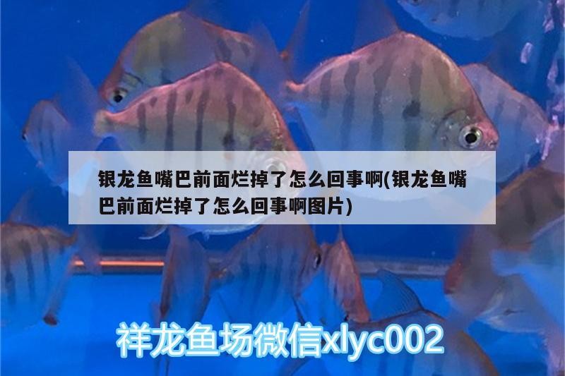魚缸 銀龍魚嘴巴前面爛掉了怎么回事啊(銀龍魚嘴巴前面爛掉了怎么回事啊圖片) 銀龍魚百科 銀龍魚嘴巴前面爛掉了怎么回事啊(銀龍魚嘴巴前面爛掉了怎么回事啊圖片) 銀龍魚嘴巴前面爛掉了怎么回事啊(銀龍魚嘴巴前面爛掉了怎么回事啊圖片) 銀龍魚百科