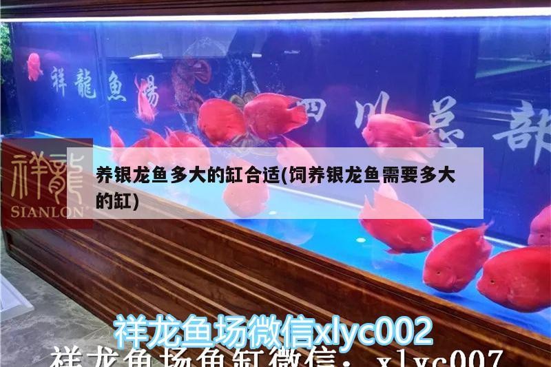 養(yǎng)銀龍魚多大的缸合適(飼養(yǎng)銀龍魚需要多大的缸)