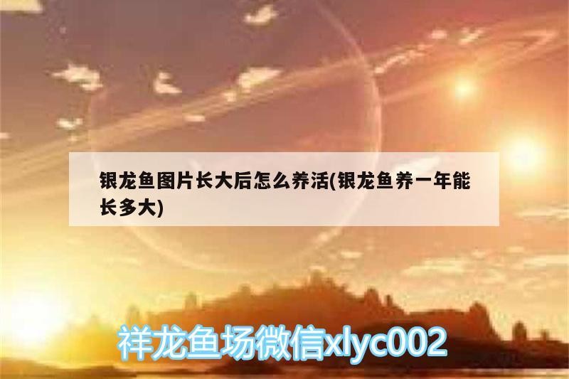 銀龍魚圖片長大后怎么養(yǎng)活(銀龍魚養(yǎng)一年能長多大)