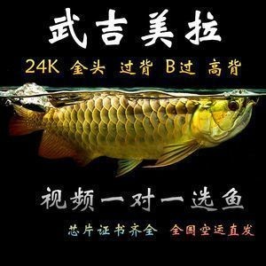 武吉美拉紅龍魚 怎樣：關(guān)于“武吉美拉紅龍魚”的具體詳情