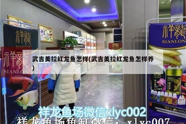 武吉美拉紅龍魚 怎樣：關(guān)于“武吉美拉紅龍魚”的具體詳情