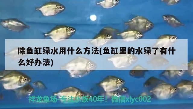 武吉美拉紅龍魚 怎樣：關(guān)于“武吉美拉紅龍魚”的具體詳情