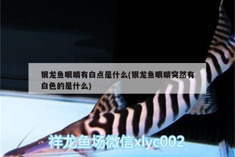 銀龍魚眼睛有白點是什么(銀龍魚眼睛突然有白色的是什么)
