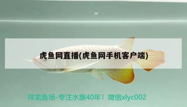 銀龍魚怎么煮(銀龍魚怎么煮湯)