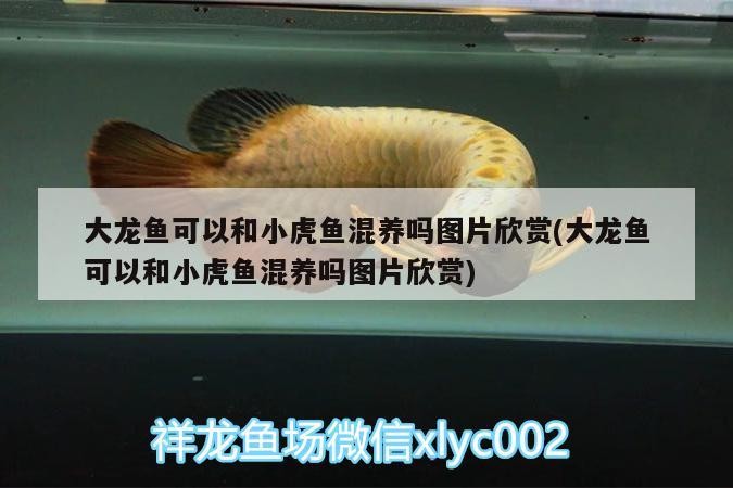 大龍魚可以和小虎魚混養(yǎng)嗎圖片欣賞(大龍魚可以和小虎魚混養(yǎng)嗎圖片欣賞) 大龍魚可以和小虎魚混養(yǎng)嗎圖片欣賞(大龍魚可以和小虎魚混養(yǎng)嗎圖片欣賞) 虎魚百科