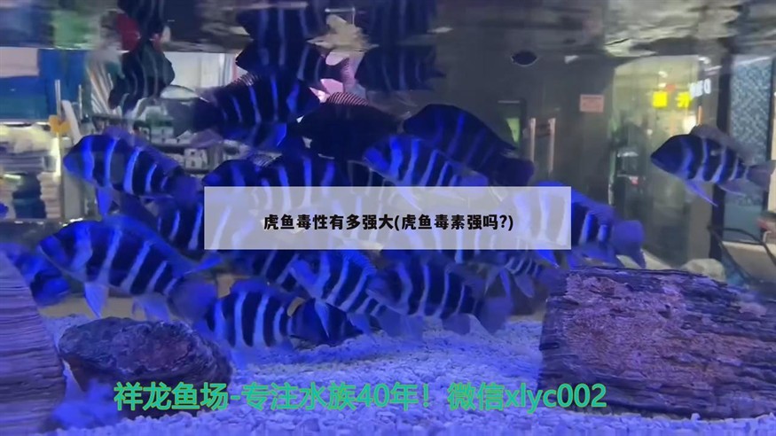 虎魚毒性有多強大(虎魚毒素強嗎?)