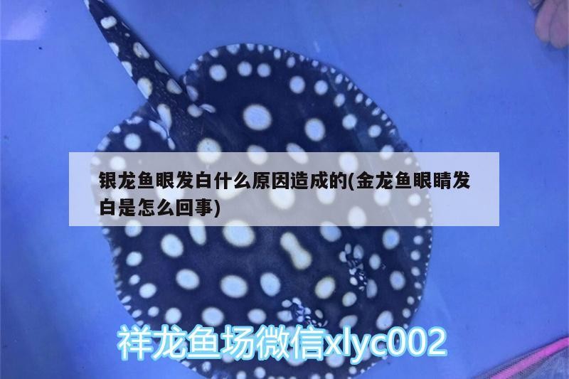 銀龍魚眼發白什么原因造成的(金龍魚眼睛發白是怎么回事)