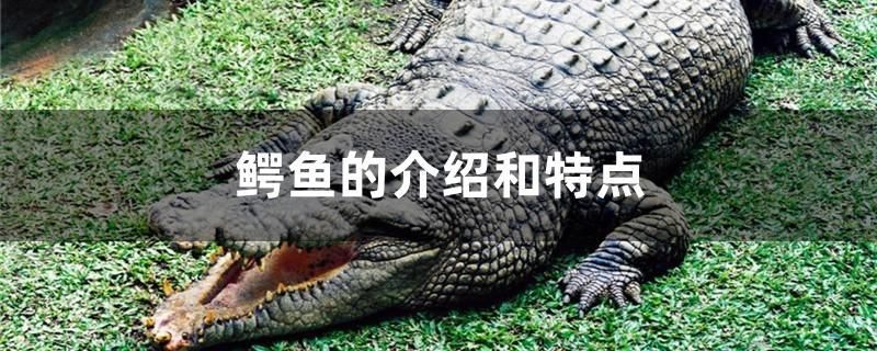豬鼻龜禁止銷售之前買的東西嗎英語(豬鼻龜禁止銷售之前買的東西嗎英語)