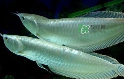 紅龍魚怎么買便宜的：紅龍魚購買建議