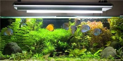 愛(ài)喜豆魚(yú)缸怎么樣：愛(ài)喜豆魚(yú)缸優(yōu)點(diǎn)有哪些？