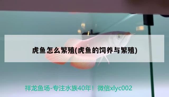 虎魚怎么繁殖(虎魚的飼養(yǎng)與繁殖)
