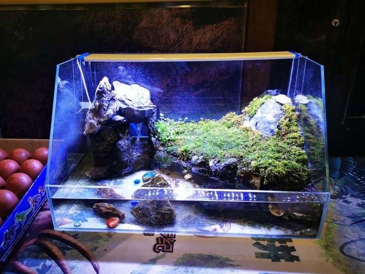 大型亞克力魚缸造景注意事項視頻：關于大型亞克力魚缸造景的一些注意事項