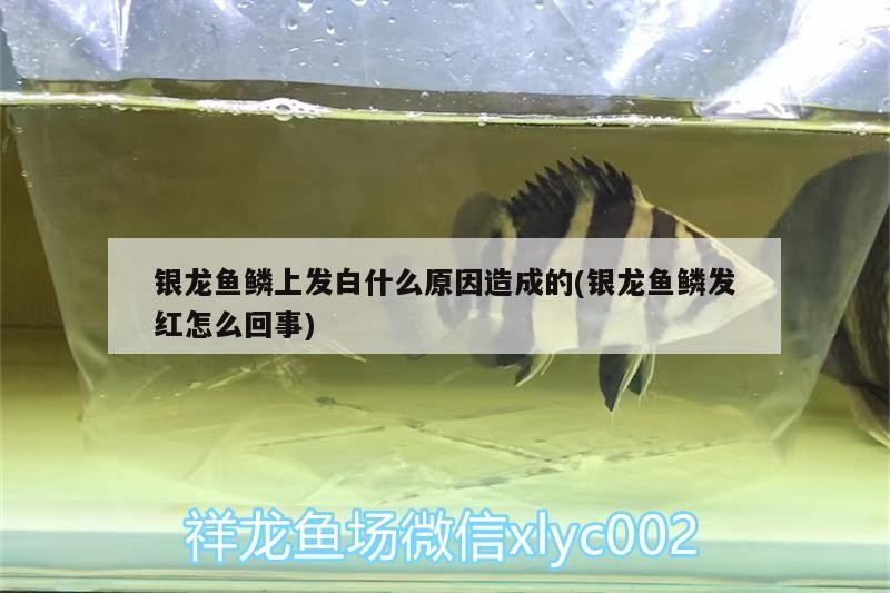 銀龍魚鱗上發白什么原因造成的(銀龍魚鱗發紅怎么回事)