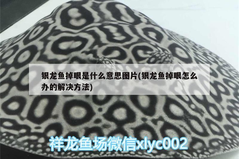銀龍魚掉眼是什么意思圖片(銀龍魚掉眼怎么辦的解決方法)