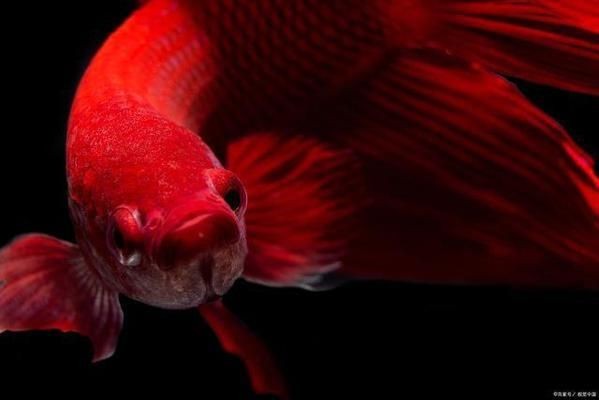 斗魚缸背景貼什么色：如何選擇斗魚缸背景