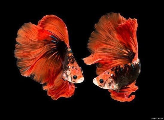 斗魚缸背景貼什么色：如何選擇斗魚缸背景