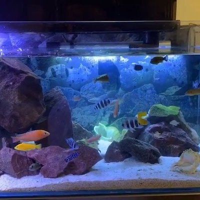 0.4米魚缸：0.4米魚缸尺寸、容量、容量、適用場景以及相關(guān)配件