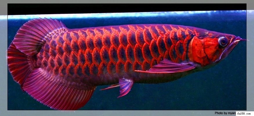 黑河紅龍魚價格2688貴嗎？