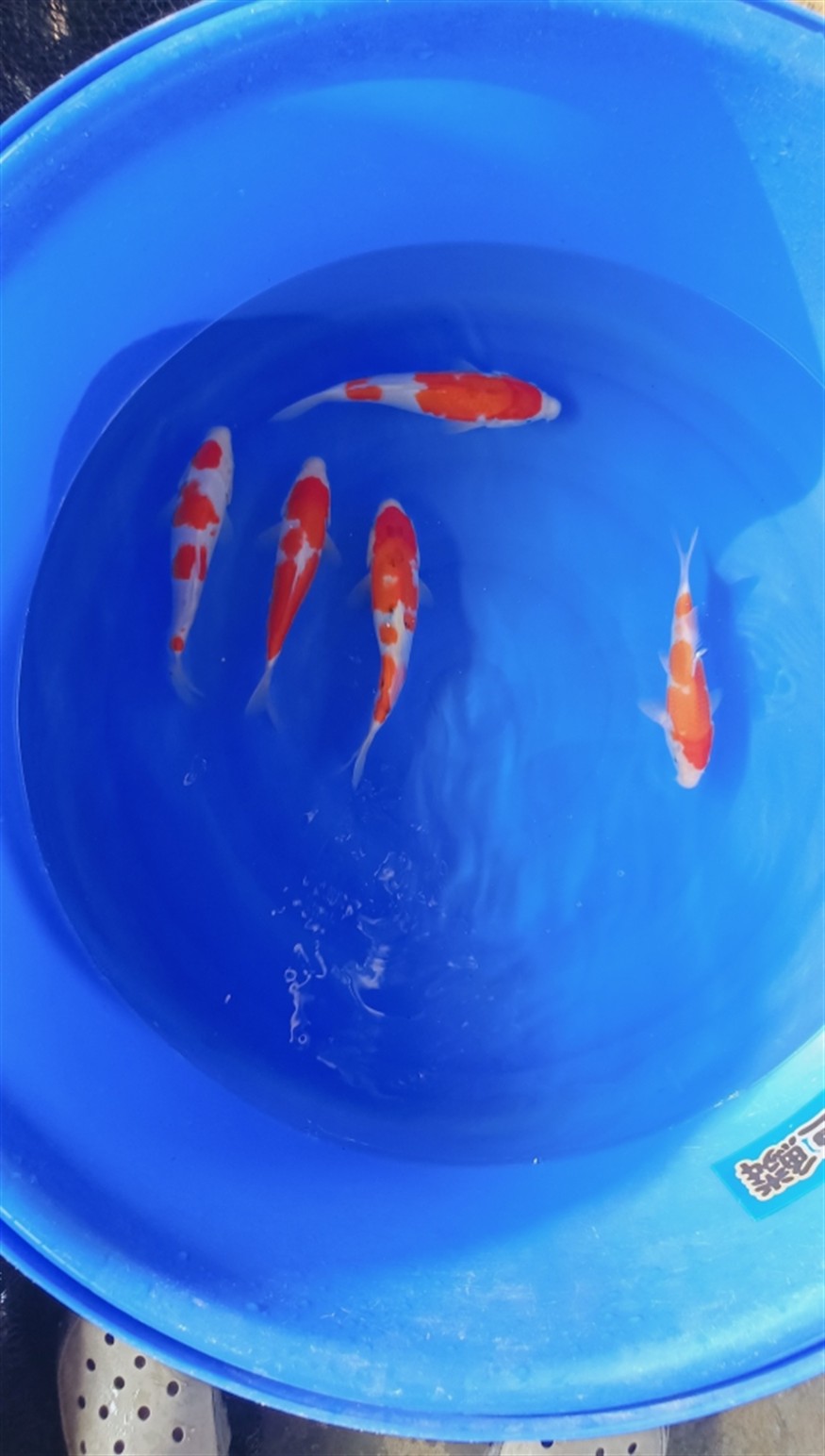 早上好，好運錦鯉