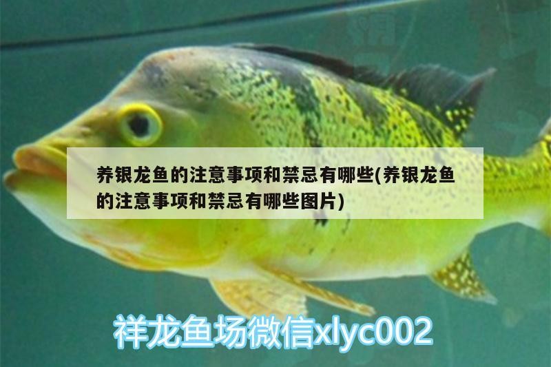 養(yǎng)銀龍魚(yú)的注意事項(xiàng)和禁忌有哪些(養(yǎng)銀龍魚(yú)的注意事項(xiàng)和禁忌有哪些圖片)