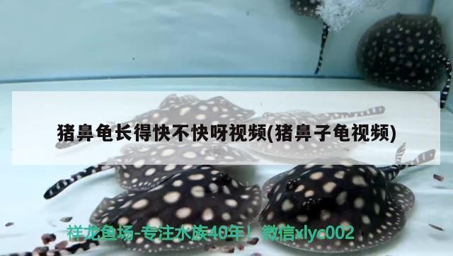 豬鼻龜長得快不快呀視頻(豬鼻子龜視頻)