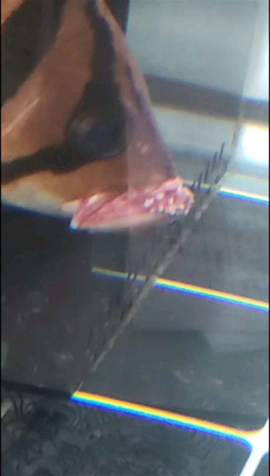 虎魚爛嘴了哪位大神幫忙救救