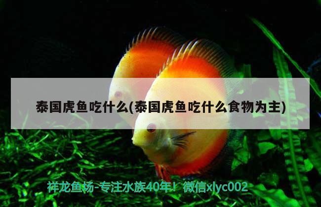 泰國虎魚吃什么(泰國虎魚吃什么食物為主)