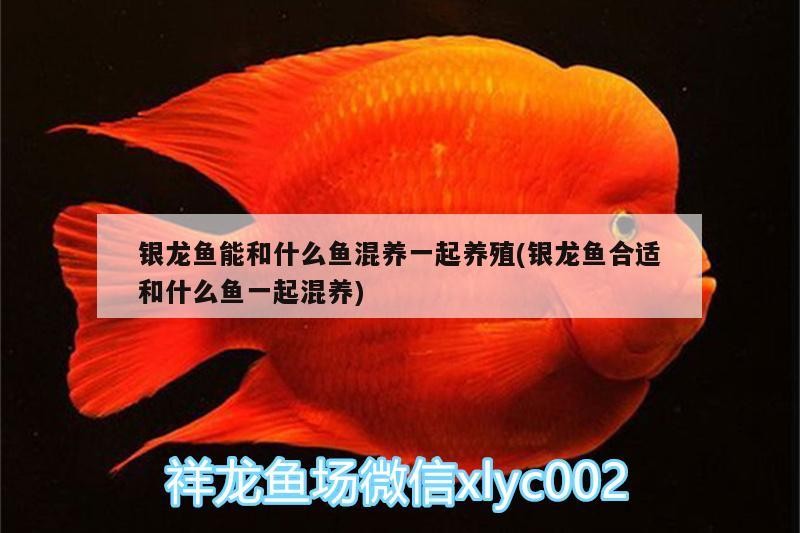 銀龍魚能和什么魚混養一起養殖(銀龍魚合適和什么魚一起混養)