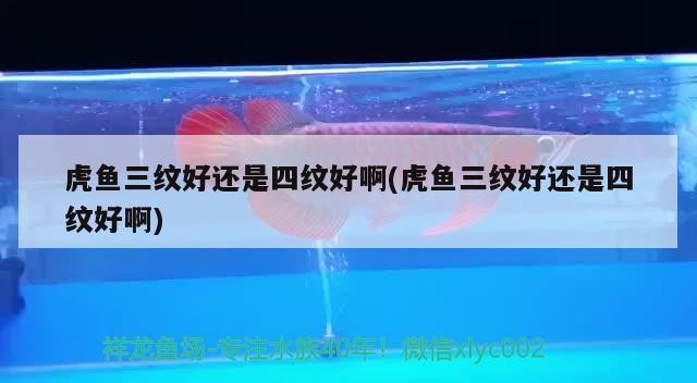 虎魚(yú)三紋好還是四紋好啊(虎魚(yú)三紋好還是四紋好啊)