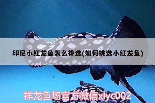 印尼小紅龍魚怎么挑選品種的魚：印尼小紅龍魚挑選指南