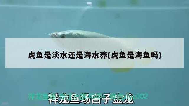 虎魚是淡水還是海水養(yǎng)(虎魚是海魚嗎) 虎魚是淡水還是海水養(yǎng)(虎魚是海魚嗎) 虎魚百科