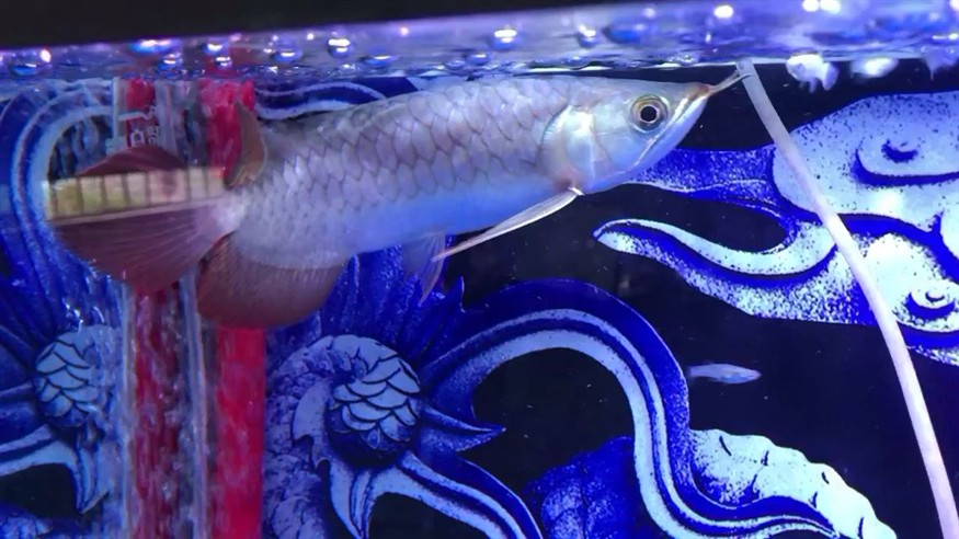 請問剛發(fā)現(xiàn)鰓邊白色異物