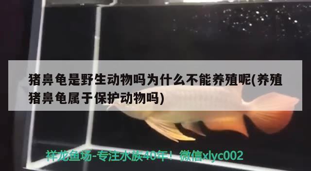 豬鼻龜是野生動物嗎為什么不能養(yǎng)殖呢(養(yǎng)殖豬鼻龜屬于保護動物嗎)