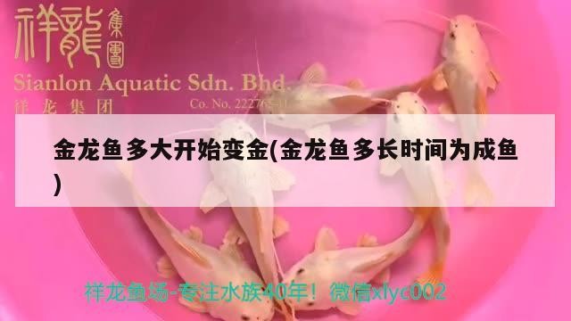 金龍魚多大開始變金(金龍魚多長時間為成魚)