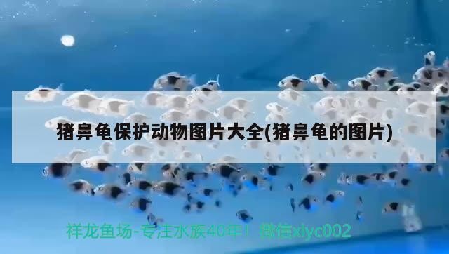 豬鼻龜保護動物圖片大全(豬鼻龜的圖片)