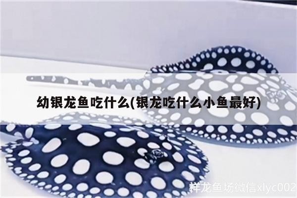 幼銀龍魚吃什么(銀龍吃什么小魚最好)