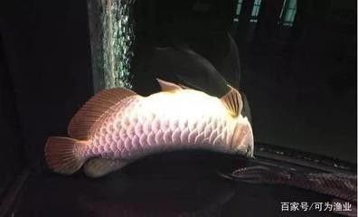 龍魚死亡原因有哪些