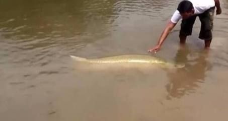 金龍魚在魚缸底下趴著不動是為什么